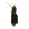 Andouille de Vire - 500g