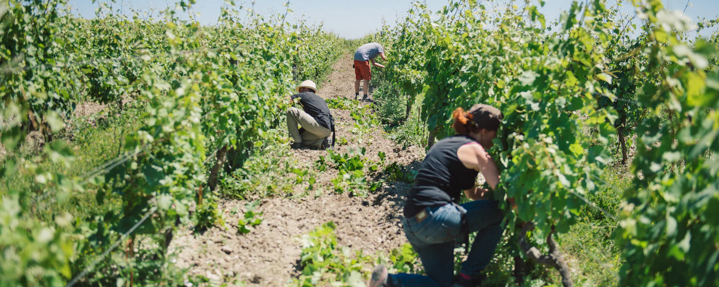 Domaine L'Enchantoir